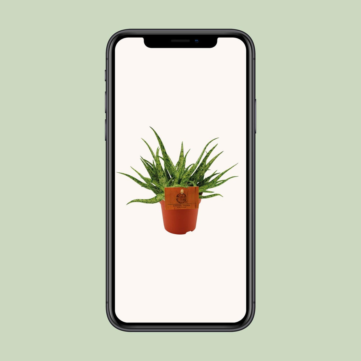 Detailfoto van Aloe Spider