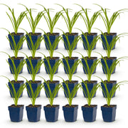 24x Daglelie Tricolour