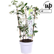 Trachelospermum &