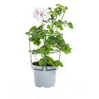 8x Pelargonium Peltatum Weiß, detail van het blad