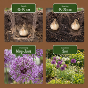 Sierui Allium Purple-White Mix, paars en wit, foto 4