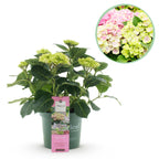 Hortensia Hydrangea Magical Jewel Pink, detail van het blad