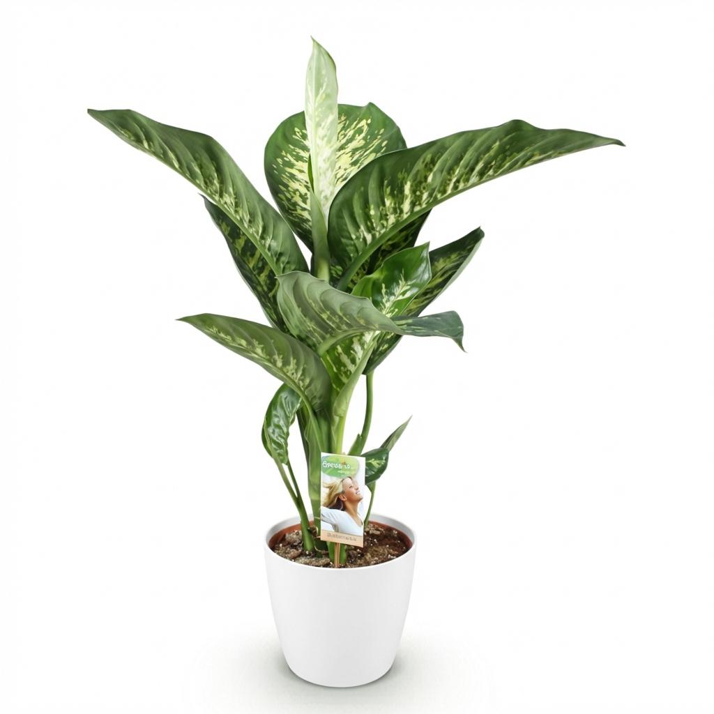 Diefenbachia Tropic Snow, groene bladeren