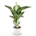 Diefenbachia Tropic Snow, groene bladeren