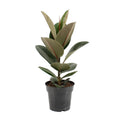 Productfoto van Ficus Elastica Robusta