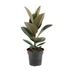 Productfoto van Ficus Elastica Robusta