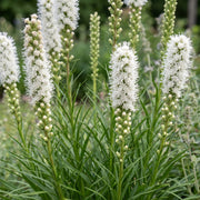 Liatris spicata Alba - Lampenkruid - Wit - 12 Planten