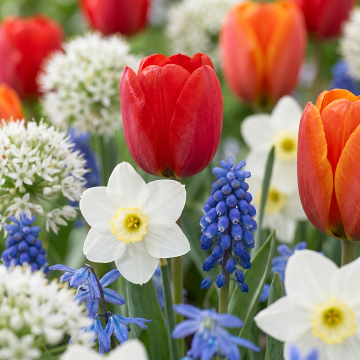 Bloembollen uit Holland, Bulbs From Holland