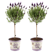 Lavandula stoechas Anouk® op stam in Lavendelprint sierpot