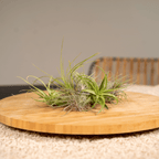 Detailfoto van Tillandsia Air mix - 10 stuks