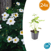 Anemone hyb. &