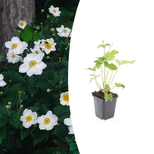 Anemone hyb. 'Honorine Jobert', detail van het blad