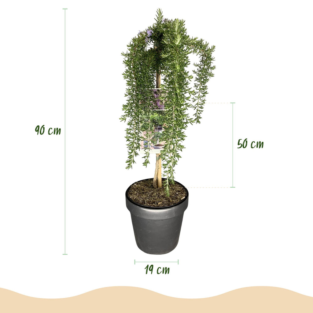 Rosmarinus officinalis Prostratus, groene bladeren