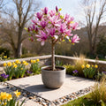Magnolia Susan, plant in pot