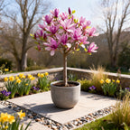 Magnolia Susan, plant in pot