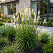 Liatris spicata Alba - Lampenkruid - Wit - 24 Planten