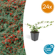 Cotoneaster dammeri