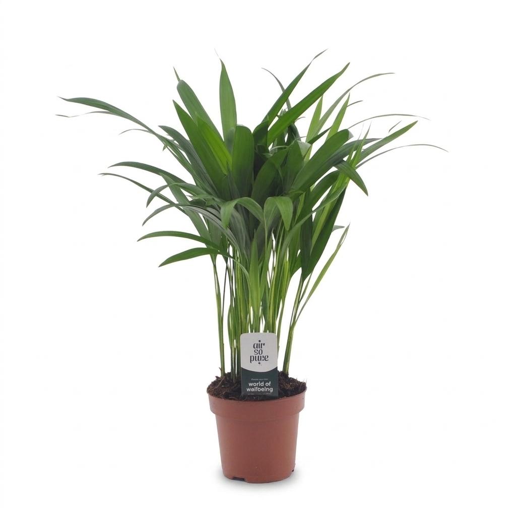 Areca Lutescens - Goudpalm, detail van het blad
