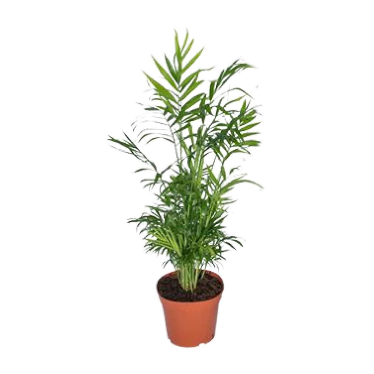 Productfoto van Chamaedorea elegans, Mexicaanse bergpalm, 55 cm hoog