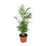 Chamaedorea Elegans - Mexicaanse Bergpalm