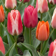 Greigii tulpen mix bloembollen
