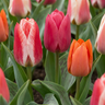 Greigii tulpen mix bloembollen