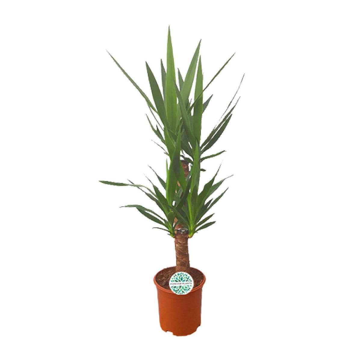 Yucca, plant in pot