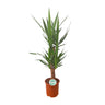 Yucca