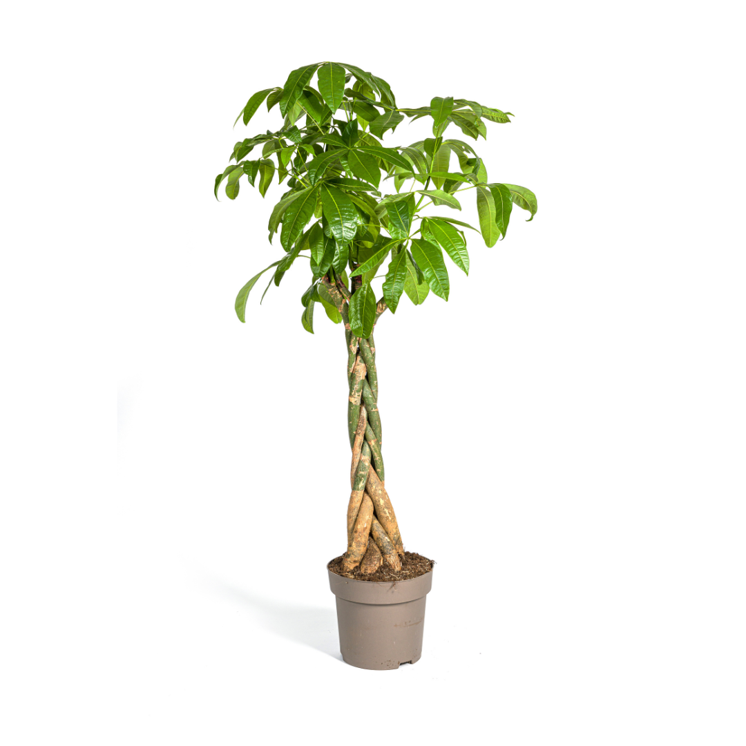 Pachira Aquatica, plant in pot
