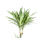 Dracaena Deremensis White Stripe, kenmerkend blad