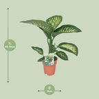 Detailfoto van Dieffenbachia Seguine Tropic Snow