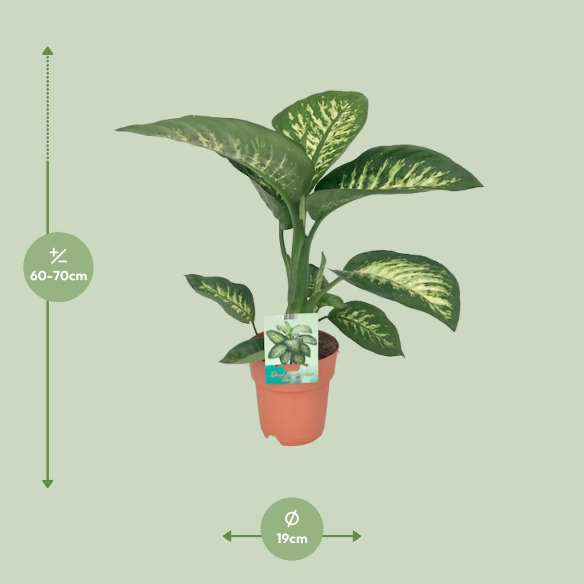 Detailfoto van Dieffenbachia Seguine Tropic Snow