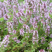 Thymus vulgaris