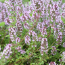 Thymus vulgaris