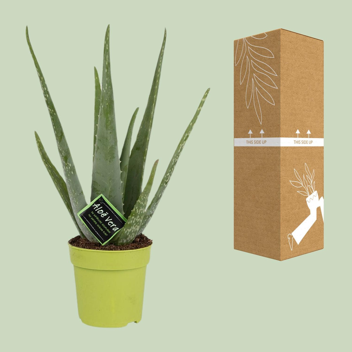 Detailfoto van Aloe Vera