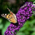 Buddleja davidii Black Night, groeiwijze van de plant
