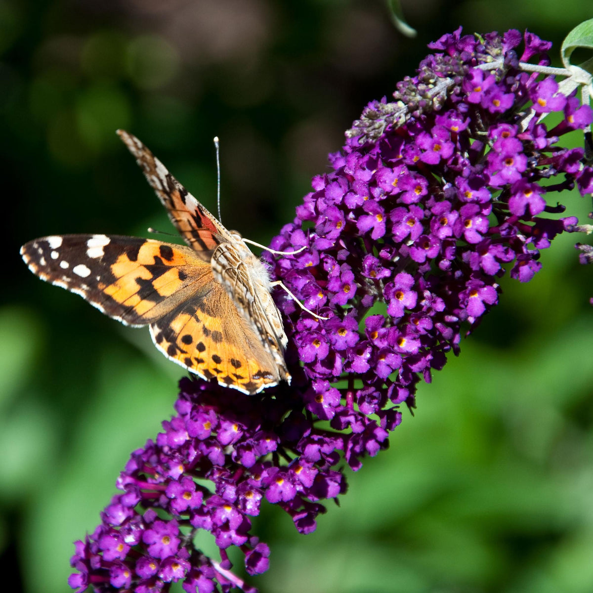 Buddleja davidii Black Night, groeiwijze van de plant