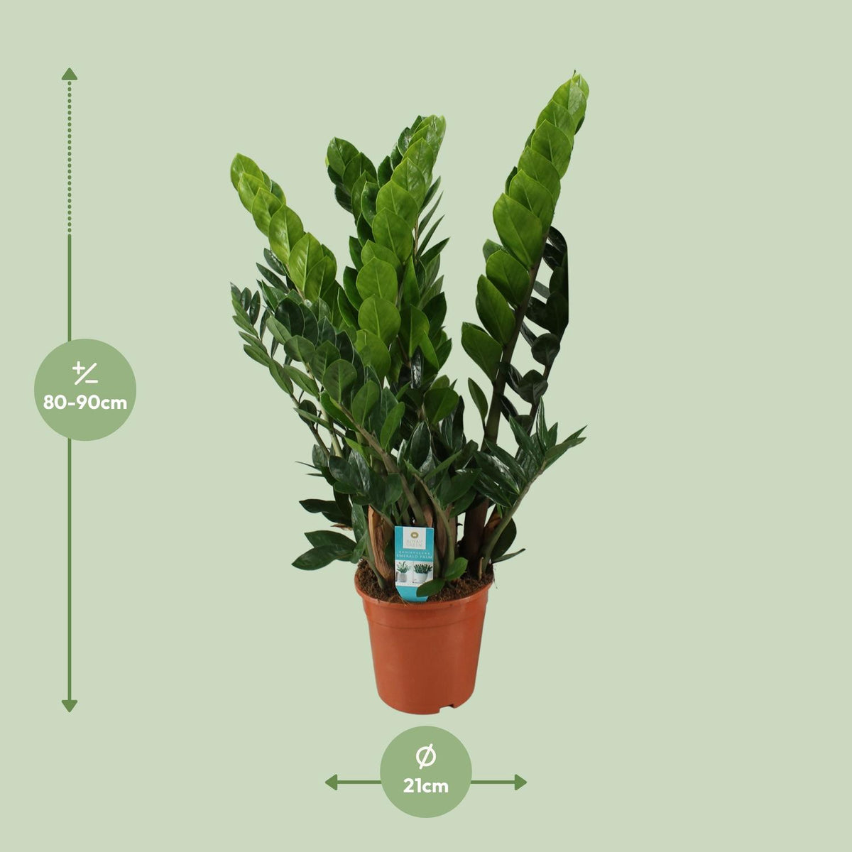 Detailfoto van ZZ-plant Zamioculcas zamiifolia, glanzend blad, 80 cm hoog