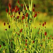 Sanguisorba o. &