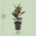 Detailfoto van Ficus Elastica Robusta