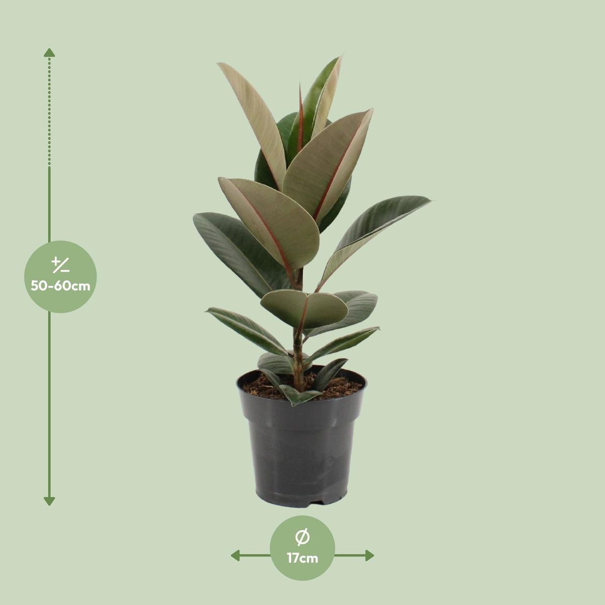 Detailfoto van Ficus Elastica Robusta