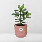 Detailfoto van Clusia Princess in ELHO Vibes Fold 14cm roze