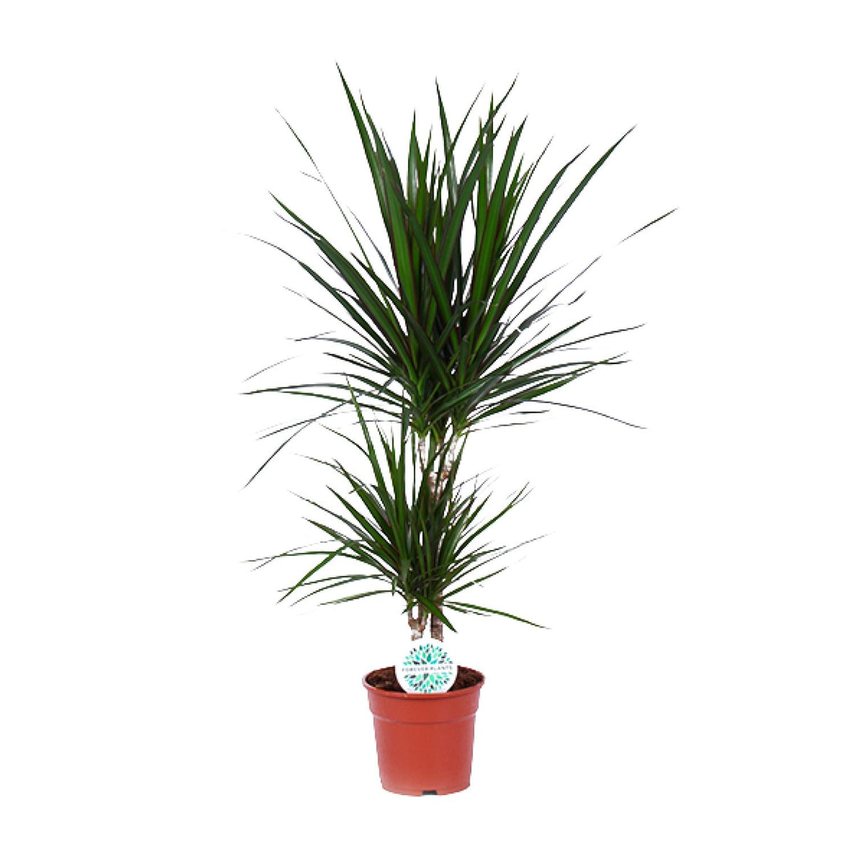 Productfoto van Dracaena Marginata