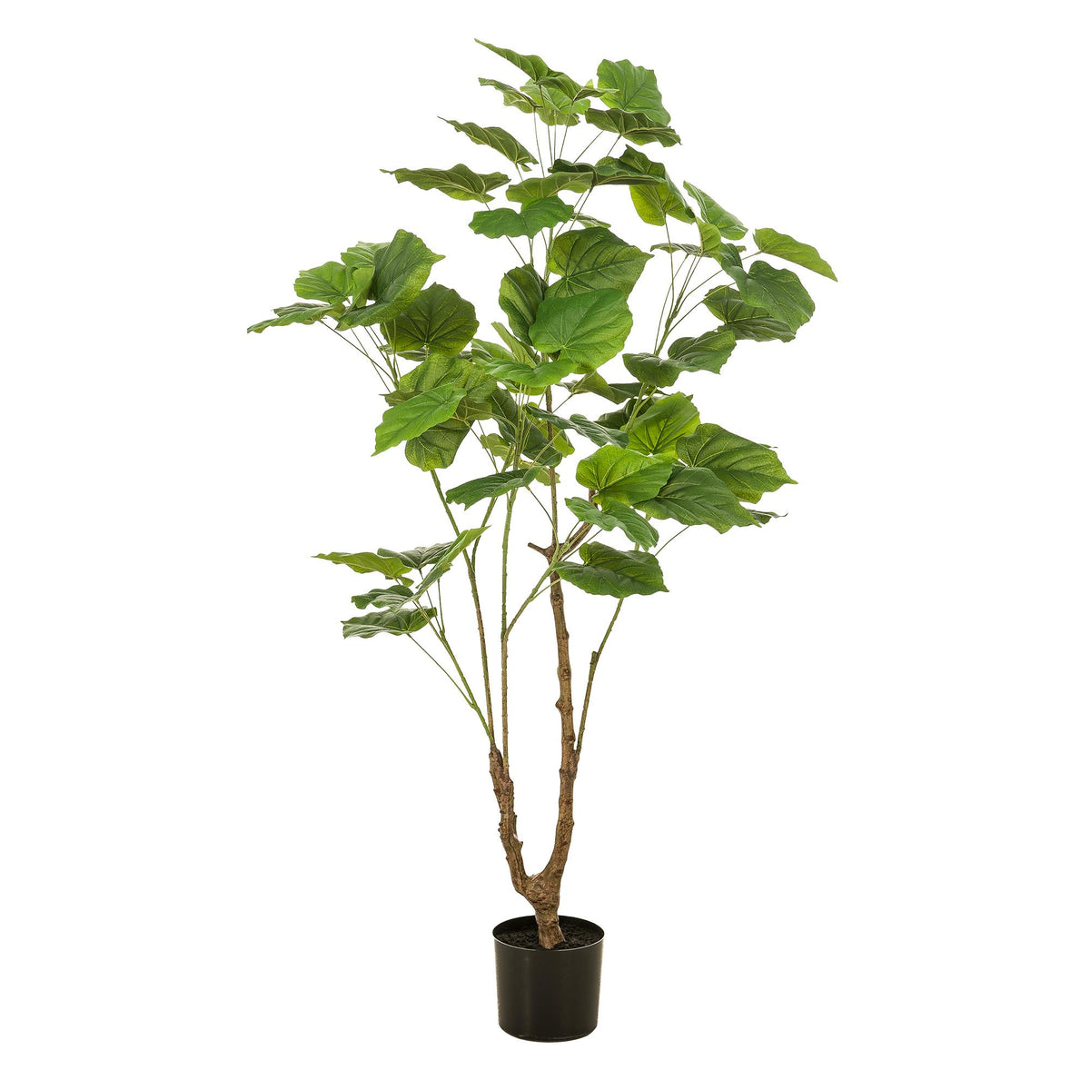 Kunstplant - Ficus umbellate - Afrikaanse vijg, groeiwijze van de plant