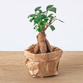 Ficus Ginseng bonsai - Microcarpa -  Potmaat Ø, plant in pot