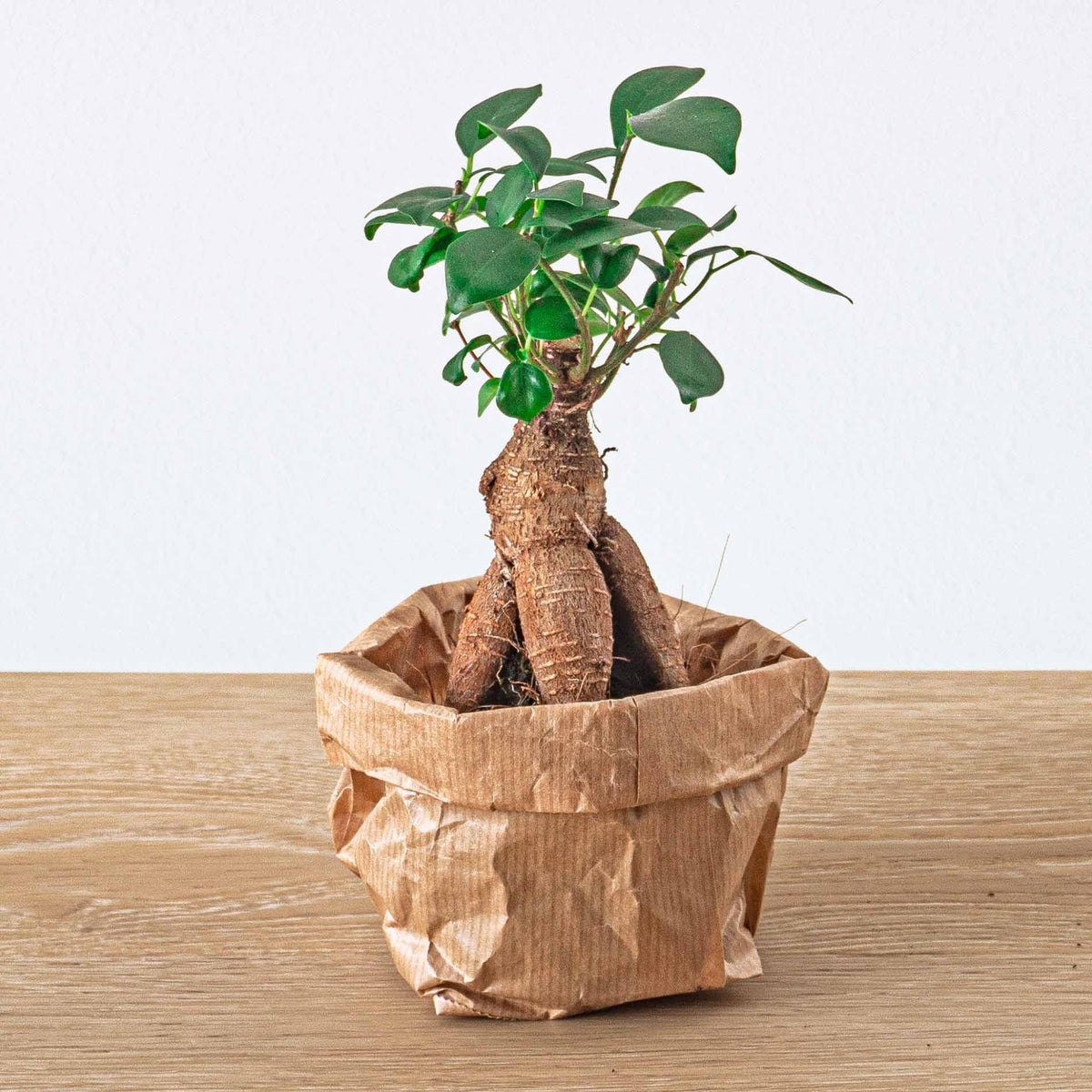 Ficus Ginseng bonsai - Microcarpa -  Potmaat Ø, plant in pot