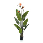 Strelitzia met bloemen, kenmerkend blad