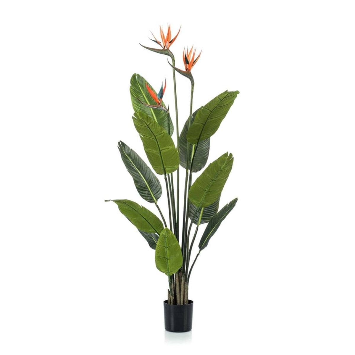 Strelitzia met bloemen, kenmerkend blad