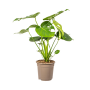 Monstera Deliciosa Tauerii