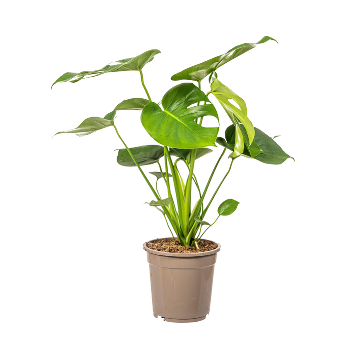Monstera Deliciosa Tauerii